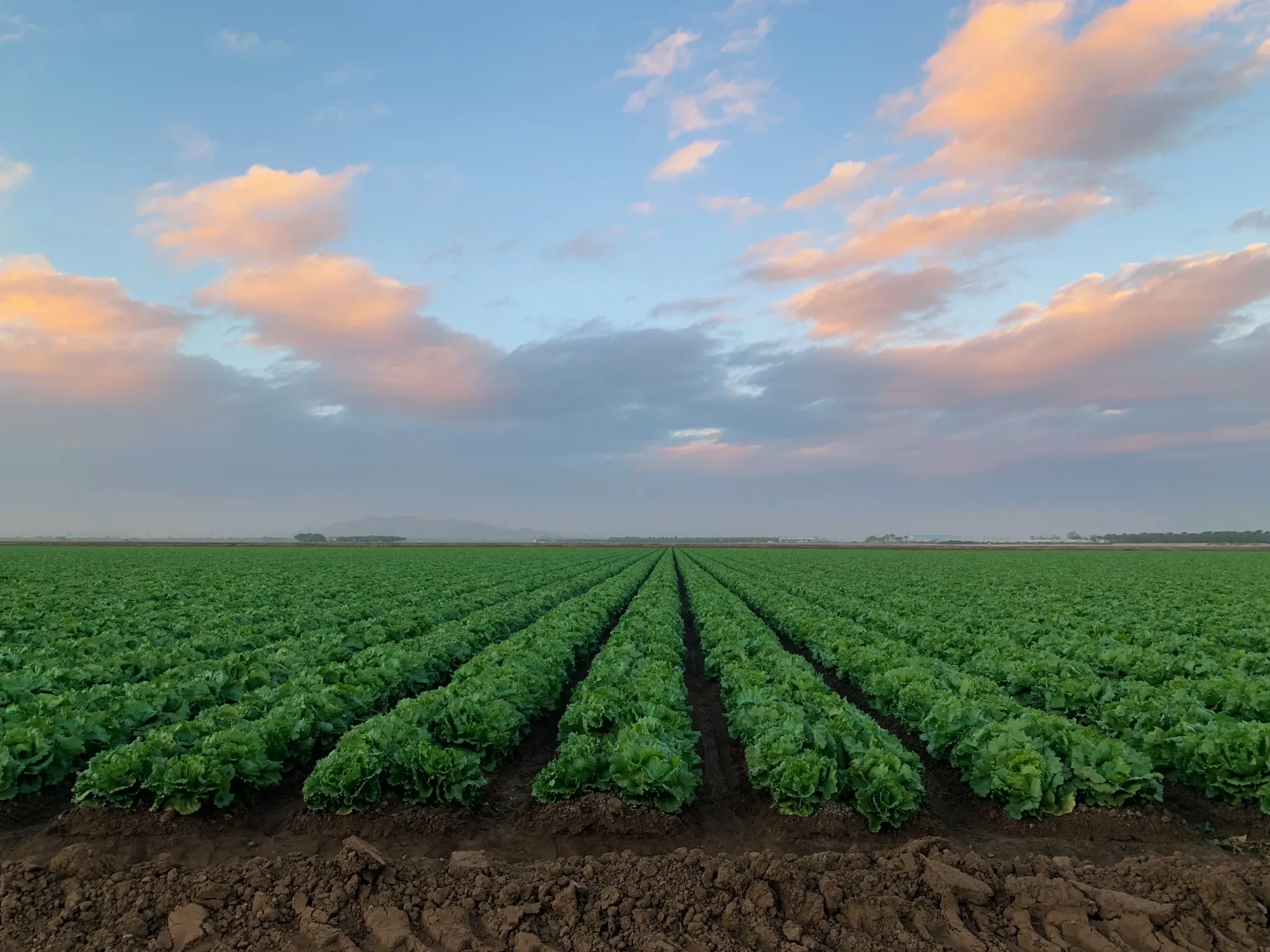 Agricultural farmland in Yuma, Arizona representing the area's heritage